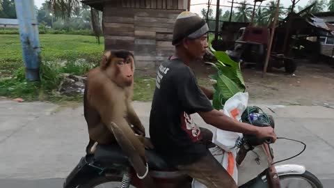 Monkey rides on motorcycle with owner along road in Indonesia