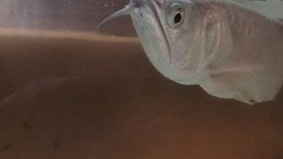 King Of Ornamental Fish