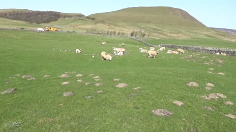 Winnats Pass lambing season Peak district Derbyshire.