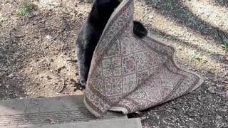 Bear Cubs Argue Over Stolen Rug