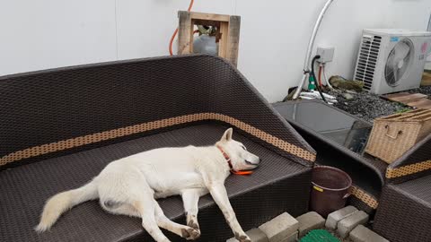 Korean dog jindo Sleeping on the chair