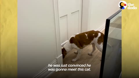 Socially Awkward Dog Waits Two Weeks To Meet His New Best Friend | The Dodo Odd Couples