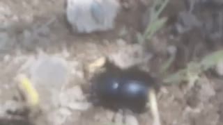some beetle creeps on my territory