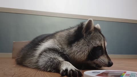 Raccoon Finds Hidden Snack