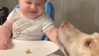 Gentle Labrador makes baby boy crack up with laughter