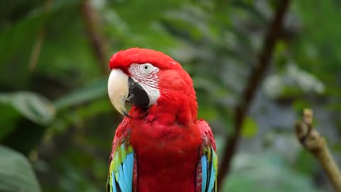 See the beautiful red parrot