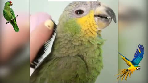 relaxing parrot get massage