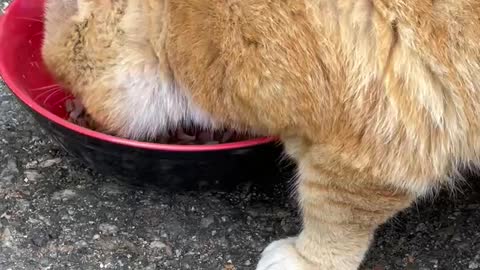 A cat that only eats meat.