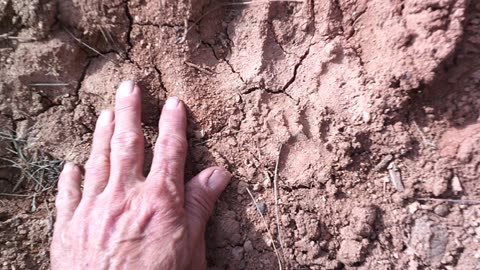 Suspiciously Large & Heavy Feline (?) Tracks - Bobcat, Lynx or Lion?