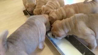 Cachorros de Shar Pei Beben Un Galón de Leche En Solo Dos Minutos