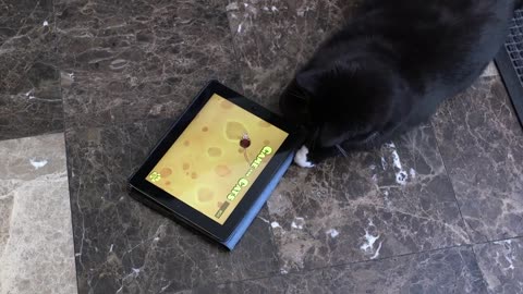 When Cats Play On An iPad This Is What It Looks Like