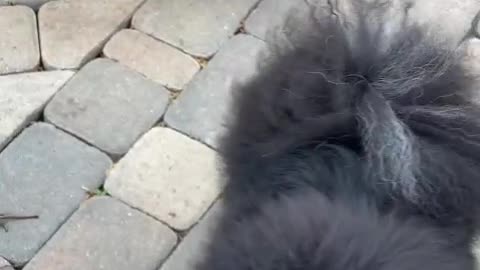 Watch How This Dog Uses a Ring Video cute dog puppy pyarepatti