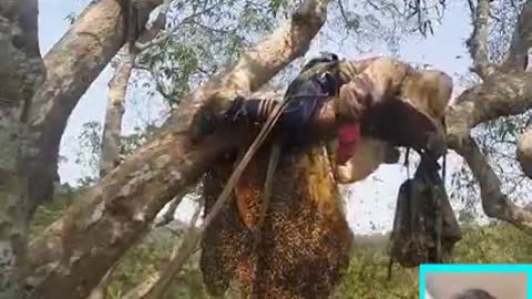 Bravest Man Harvesting Giant Honeybees 🍯🐝 On 43 meters tree