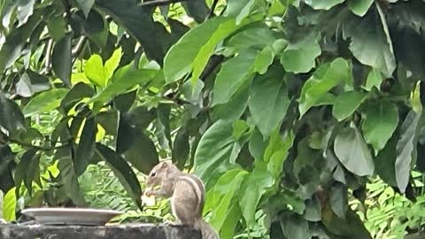 Squirrel feeding time