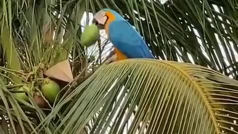 Rare blue parrot drinking a coconut!!