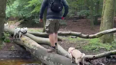 Dog fails: Pug falls off log into the water