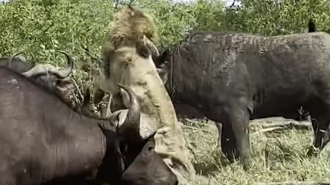 Buffalo hunt by a male lion went wrong