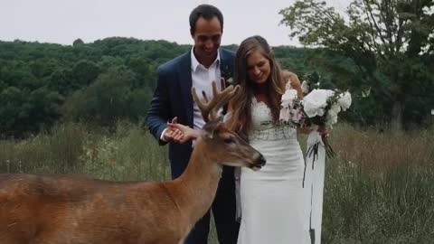 This wedding has made national news thanks to this deer