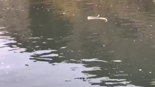 Rattlesnake Goes for a Swim