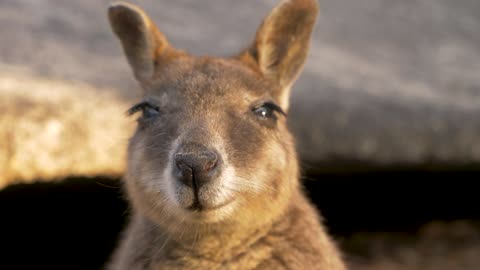 Rock wallaby kangaroo Australia native wildlife Close-up