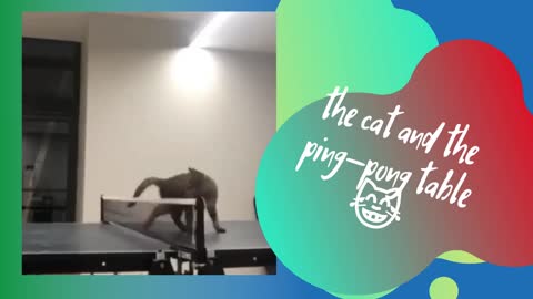 the cat 😹& ping-pong table