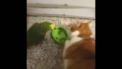 Funny cats grab food from parrots