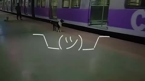 The dog waits for the same train every night! 💔