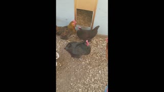 Chicken Chat: Meet the Flock - Black Australorp Hen/Pullet