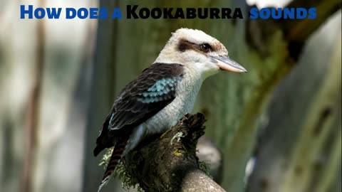 The sound of Kookaburras