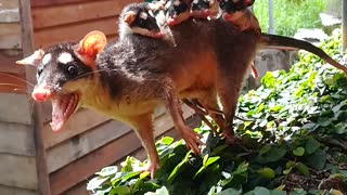 Opossum Family Traveling Along a Fence