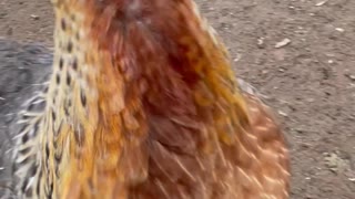 Chicken pecks my camera!