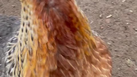 Chicken pecks my camera!