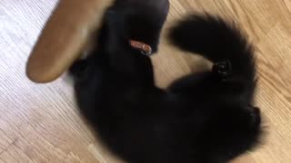 Rescued Sable (marten) adorably plays with a loaf of bread