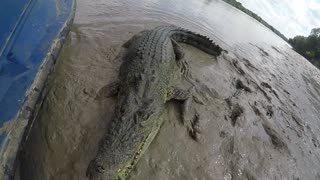 Crocodile vs GoPro