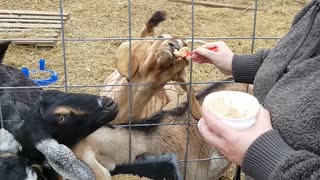 Spoon feeding goats😂😂spoiled I guess!!