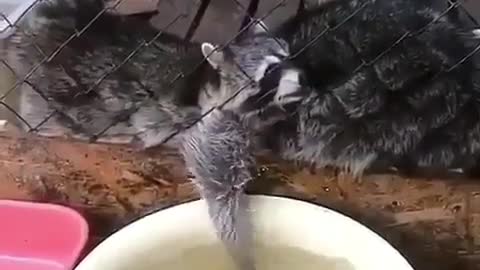 Sneaky raccoon moon trying to sneak some fishes out of the plate