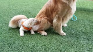 Golden Retriever Wants Nothing To Do With Puppy Pal