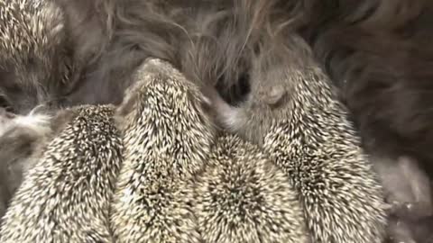 WOW UNBELIEVABLE Cat adopts orphaned baby hedgehogs