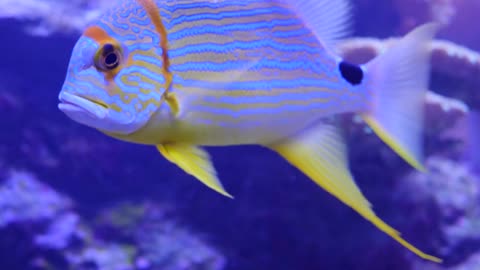 A beautiful tropical fish swimming in the ocean reef