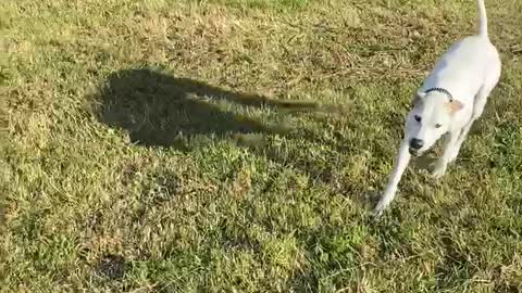 Dog enjoying open field