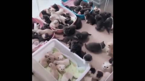 Unbelievably Cute Kittens Cat Compilation 2021 Must Watch