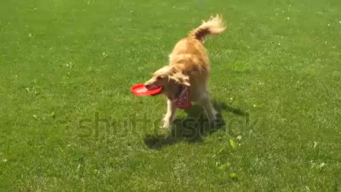 Dog play in ground on morning time