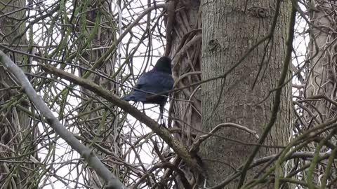 Crow probing branches and surprise