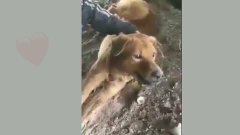 amazing..woman saves dog after being poisoned using a technique never seen before.
