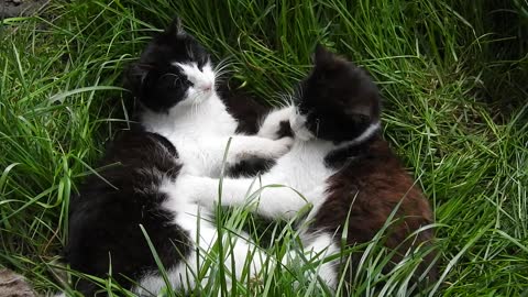 Look at the kittens having fun in the middle of the lawn.