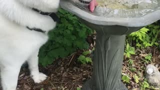 Husky Turns Bird Bath into Water Bowl
