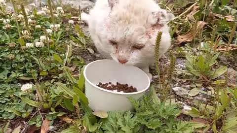 Poor cat who eats in a hurry with both ears cut off.