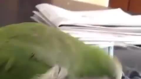 A Parrot Struggling to eat Grapes