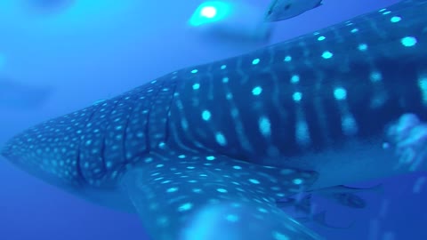 Diver Has Close Encounter with Massive Whale Shark