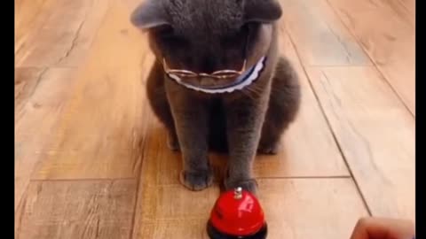 These Funny Kittens and Cats will Make your Day! Adorable Cute Little Puff Balls Wooow
